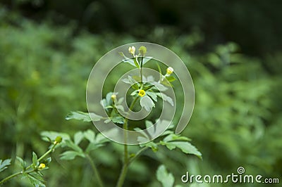 Green buttercups that grow innocently Stock Photo