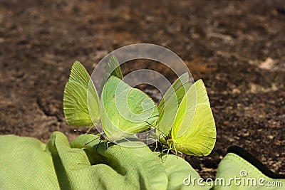 Green Butterflies Stock Photo