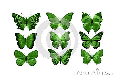 green butterflies isolated on white background. tropical moths. insects for design. watercolor paints Stock Photo