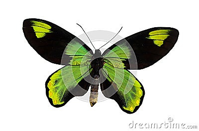 The Green Butterfly Stock Photo