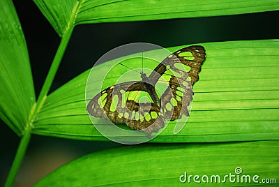 Green Butterfly Stock Photo