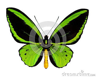 A green butterfly Stock Photo