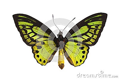 The Green Butterfly 3 Stock Photo