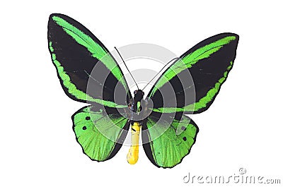 The Green Butterfly 6 Stock Photo