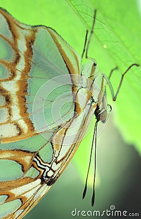 Green butterfly Stock Photo