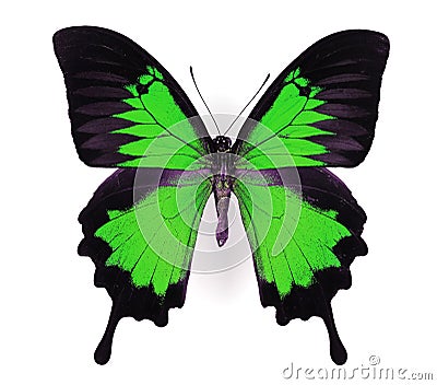 Green Butterfly Stock Photo