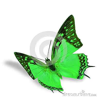 Green Butterfly Stock Photo