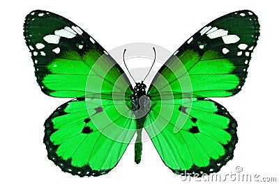 Green butterfly Stock Photo