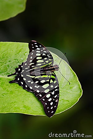 Green butterfly on green leaves. Beautiful butterfly Tailed jay, Graphium agamemnon, sitting on leaves. Insect in the dark tropic Stock Photo