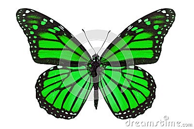 Green Butterfly Stock Photo