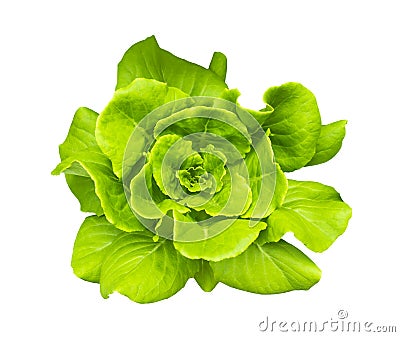 Green Butterhead Lettuce Stock Photo