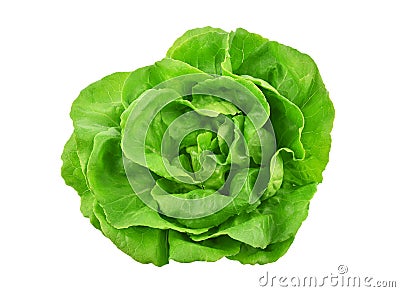 Green butterhead lettuce on white background. Stock Photo