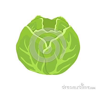 Green Cabbage Head Cartoon Isolated Vector Icon Vector Illustration