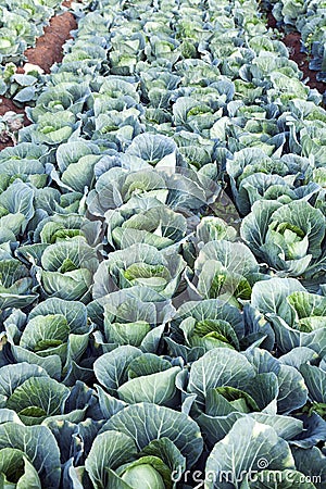 Green Cabbages on a Farm Stock Photo