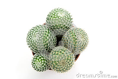 Green cactus Stock Photo