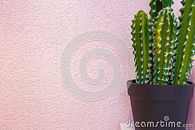 Green cactus on the background of bright pink wall. background texture modern design Stock Photo