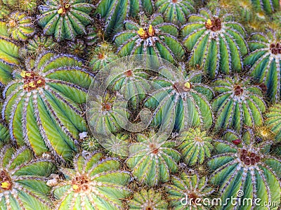 Green cactus background with many close cactus plants Stock Photo