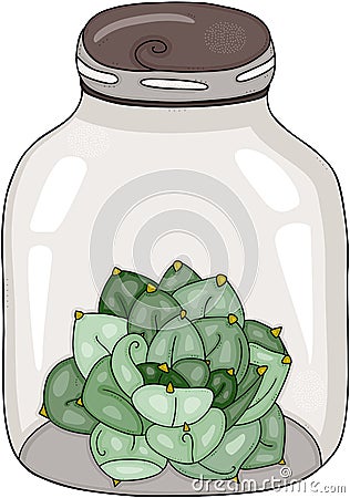 Green cactus closed on glass transparent jar Vector Illustration