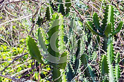 Green Cactus closeup. Green San Pedro Cactus, thorny fast growing hexagonal shape Cacti perfectly close captured in the desert Stock Photo