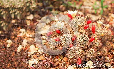 Green cactus dark brown thorn with red bud flowers and white blooming in nature garden Stock Photo