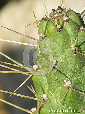 Green Cactus Stock Photo