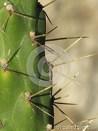 Green Cactus Stock Photo