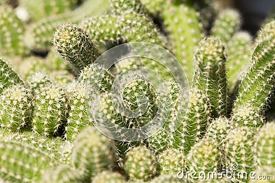 Green cactus detail Stock Photo