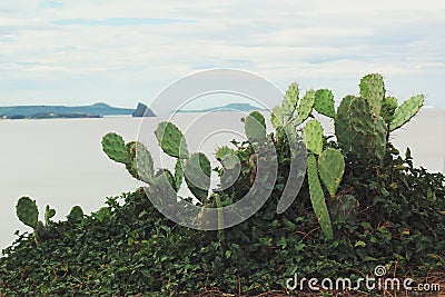 Green Cactus hill on the sea Stock Photo