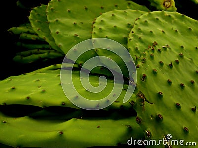 Green Cactus Leaves Stock Photo