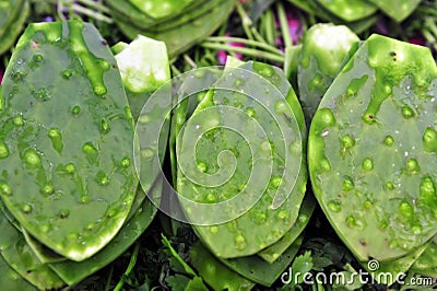 Green Cactus Leaves Stock Photo