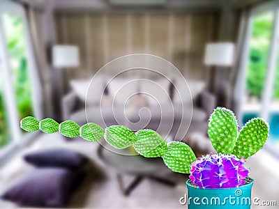green cactus long hand purple ball living room Stock Photo