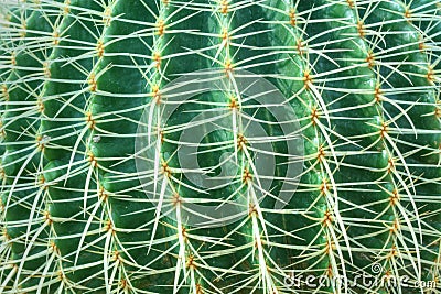 Green cactus with long thorns Stock Photo