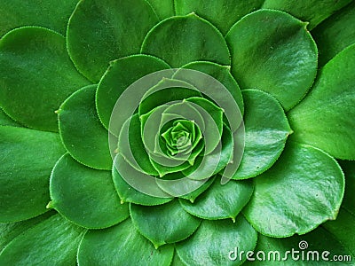 Green Cactus Stock Photo