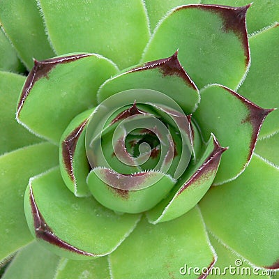 Green Cactus Plant Macro Stock Photo