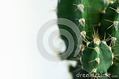 Colorful small cactus. Macro shot, trendy pastel colors. Minimal creative still life. Stock Photo