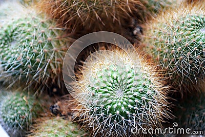 The green cactus with small needles in the focus Stock Photo