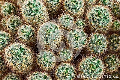 Green cactus Summer style. Artistic Design. Yellow background Stock Photo