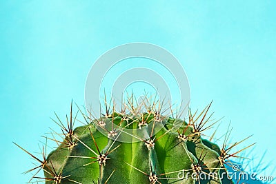 Green cactus Summer style. Artistic Design. Yellow background Stock Photo