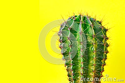 Green cactus Summer style. Artistic Design. Yellow background Stock Photo