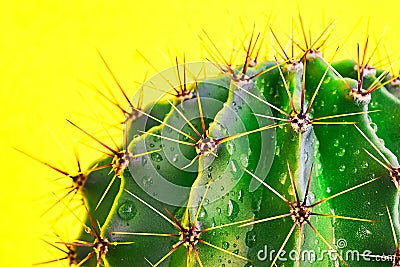 Green cactus Summer style. Artistic Design. Yellow background Stock Photo