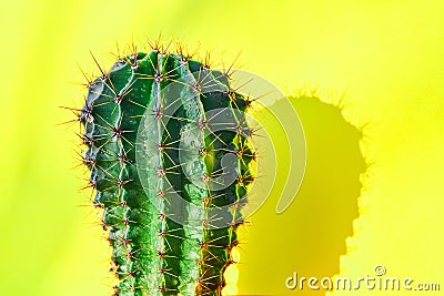 Green cactus Summer style. Artistic Design. Yellow background Stock Photo