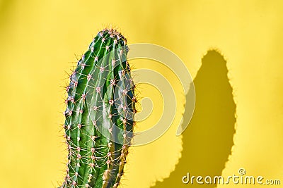 Green cactus Summer style. Artistic Design. Yellow background Stock Photo