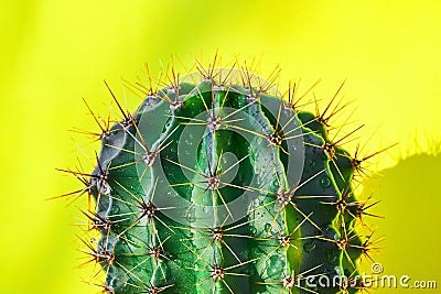 Green cactus Summer style. Artistic Design. Yellow background Stock Photo