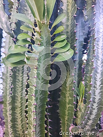 Green cactus with thrones on front yard Stock Photo