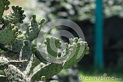 Green cactus and tunas growing in summer Stock Photo