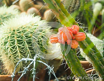 Bunch of cacti. Stock Photo