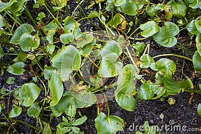 Green Calla leaves in a bog Stock Photo