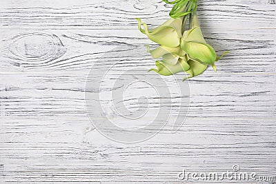Green calla lily on white wooden table. Stock Photo
