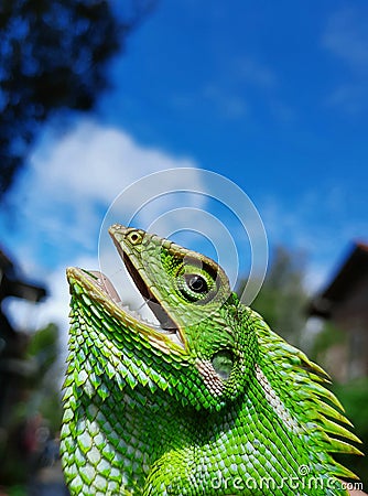 Green cameleon in my yard Stock Photo