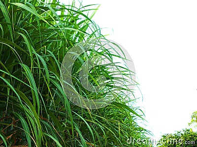 Without green cane, businesses generate income such as farmers. Stock Photo